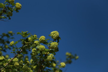 Arbre boule de neige. Printemps 