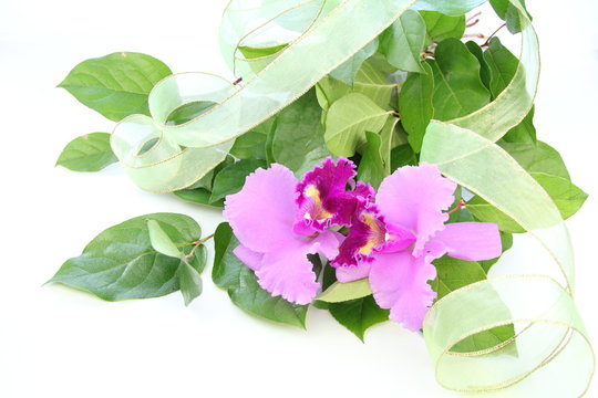 53 Best レモンリーフ Images Stock Photos Vectors Adobe Stock