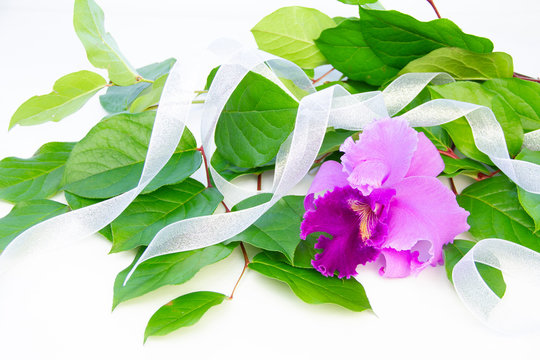 53 Best レモンリーフ Images Stock Photos Vectors Adobe Stock