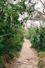 Empty path to beach beach on a cloudy day