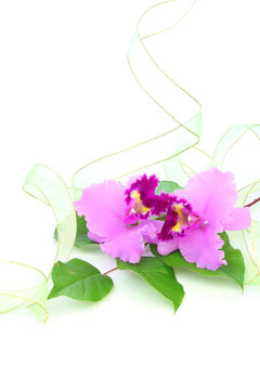 53 Best レモンリーフ Images Stock Photos Vectors Adobe Stock