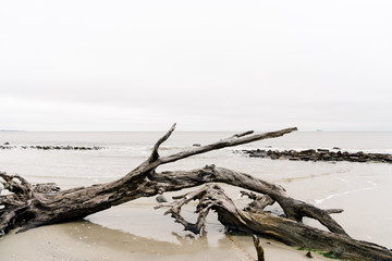 Driftwood on beach on cloudy day