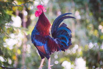 rooster in the field doing cock a doddle doo