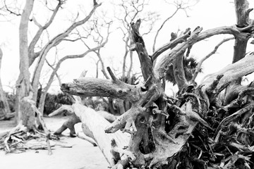 black and white of driftwood on beach