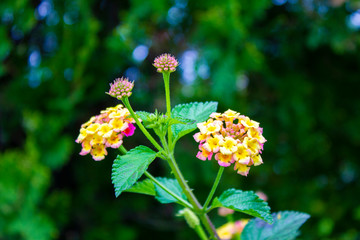 Dueling Florets 2