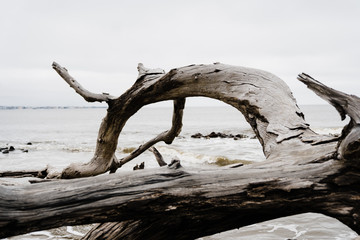 Driftwood on the beach in winter