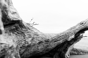 close up of Driftwood on the beach in winter