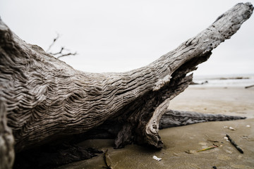Driftwood on the beach in winter