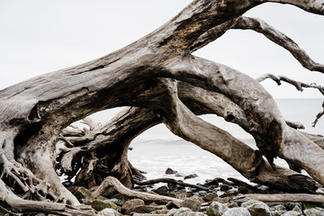 Driftwood on the beach in winter