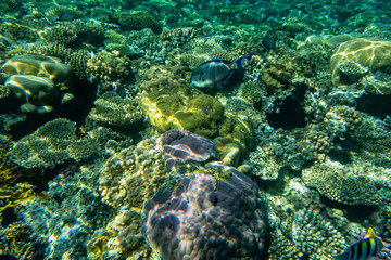 Tropical fishes along the barrier reef in Sharm El Sheikh (Egypt).