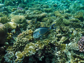 Surgeon fishes along the barrier reef in Sharm El Sheikh (Egypt).