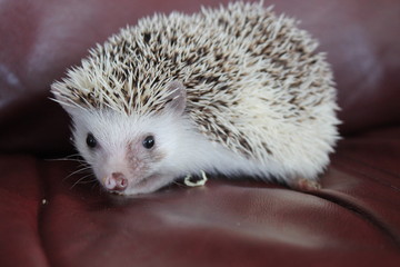 hedgehog