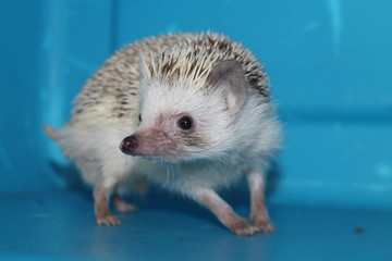 Hedgehog