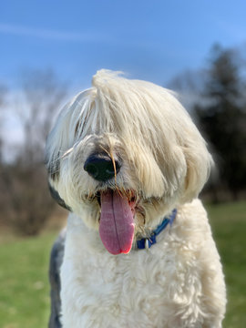 Portrait Of An Old English Sheep Dog