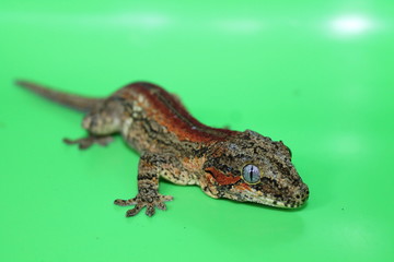 Gargoyle gecko