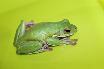 Fototapeta premium white lip tree frog
