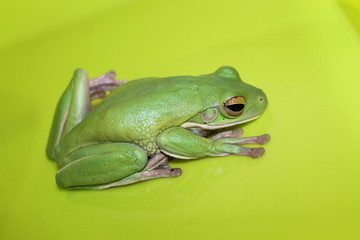 white lip tree frog