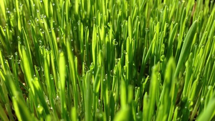 Naklejka na ściany i meble Close-up Of Green Grasses In Field