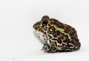 Pixie frog