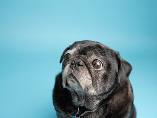 Cute black pug dog on blue background