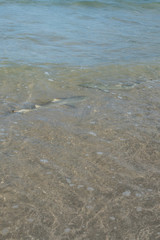 Beautiful view of Sharks swimming at Baia do Sueste at Fernando de Noronha Marine National Park, a Unesco World Heritage site, Pernambuco, Brazil