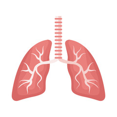 lungs organs human anatomy icon