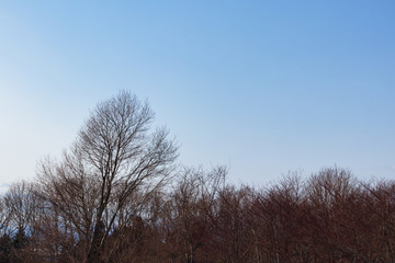 冬　木　素材