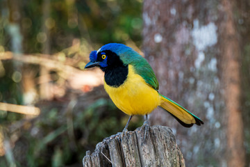 Birds of the Avila natural park in Caracas, Venezuela (Cyanocorax Yncas or green jay).