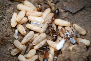 Black Ants with Eggs and Pupa in the nest on nature background.