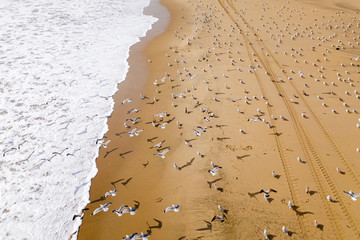 Aerial drone image of seagulls flying over a beach in California.