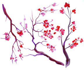 Watercolor sakura flowers. Cherry tree branches blossoms isolated on white background