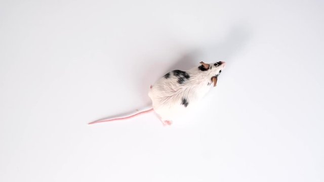 A scientist going to make the injection of vaccine to a lab laboratory mouse, animal experiments, testing drugs on mammals