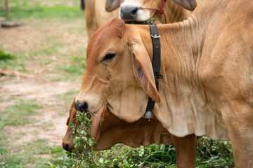 Naklejka na ściany i meble Cows eting green plants in farmland.