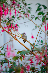 Hummingbird coming into eat from a flower at midday. 