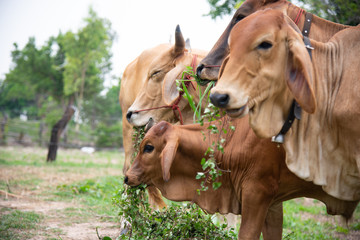 Cows eting green plants in farmland.