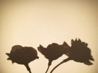 red rose on black background