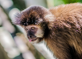 Mono maicero, también conocido como capuchino de cabeza dura.
