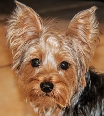 yorkshire terrier puppy, dog, pet, portrait, small, breed, yorkie