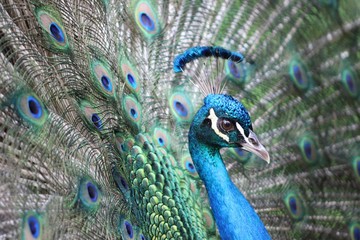 Fototapeta premium peacock with feathers