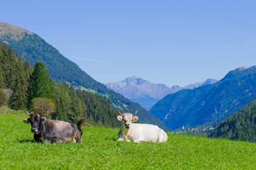 cows on mountain pasture, harmony with nature