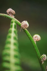  close up greem macro scene with tropic plant opposite green blured background