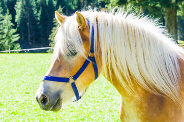 beautiful horse with blond fur and long ears, grazes in the mountains
