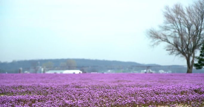 field of henbit on farm with sprinkler