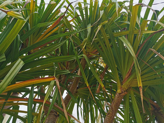 Fototapeta na wymiar The inside view of a small tropical tree with long leaves from Riviera Maya in Mexico.