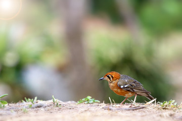 Female of Orange-headed Thrush ,Birds perching on a branch in nature forest