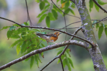 Female of Orange-headed Thrush ,Birds perching on a branch in nature forest