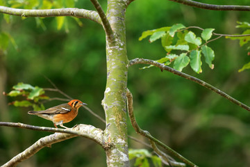 Female of Orange-headed Thrush ,Birds perching on a branch in nature forest