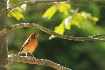 Female of Orange-headed Thrush ,Birds perching on a branch in nature forest