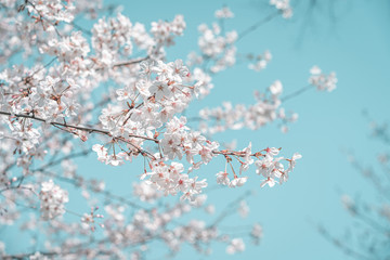 Cherry blossom in the blue sky