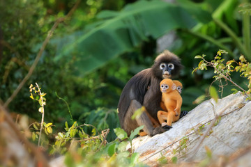 Yellow twins baby of Leaf Monkeys or Dusky Langur and mother who are living in the forest, Animals with their babies
